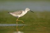 <h5>Marsh Sandpiper-ביצנית עדינה-<i>Tringa stagnatilis<i></h5>