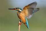 Common Kingfisher - שלדג גמדי - Alcedo atthis