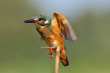 <h5>Common Kingfisher - שלדג גמדי - <i>Alcedo atthis<i></h5>