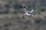 <h5>Pied Kingfisher - פרפור עקוד - <i>Ceryle rudis<i></h5>