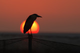 Night Heron - אנפת לילה - Nycticorax nycticorax