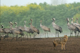 Golden Jackal and Cranes - תן ועגורים