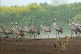 <h5>Golden Jackal and Cranes - תן ועגורים</h5>