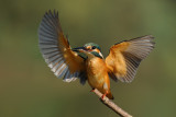 Common Kingfisher - שלדג גמדי - Alcedo atthis