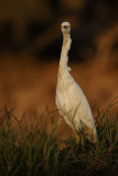 <h5>Cattle Egret - אנפית בקר - <i>Bubulcus ibis<i></h5>
