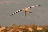 <h5>White Pelican - שקנאי מצוי - <i>Pelecanus onocrotalus<i></h5>