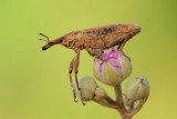 Weevil - חדקונית - Curculionoidea