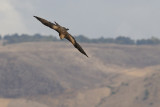 <h5>Black Kite - דיה שחורה - <i>Milvus migrans<i></h5>