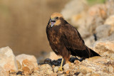 <h5>Marsh Harrier - זרון סוף - <i>Circus aeruginosus<i></h5>