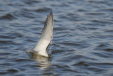 <h5>Whiskered Tern - מרומית לבנת-לחי<h5>