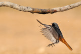 <h5>Black Redstart - חכלילית סלעים </h5>