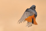 <h5>Black Redstart - חכלילית סלעים </h5>