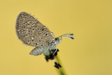 <h5>Grass Blue - כחליל הקוטב - <i>Zizeeria karsandra<i></h5>