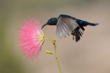 <h5>Palestine Sunbird - צופית בוהקת - <i>Nectarinia osea<i></h5>