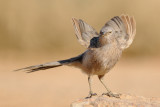 <h5>Arabian Babbler - זנבן ערבי - <i>Turdoides squamiceps<i></h5>