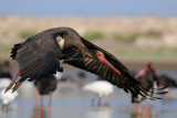 <h5>Black Stork - חסידה שחורה - <i>Ciconia nigra<i></h5>