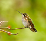 RUBY THROATED HUMMINGBIRD