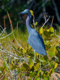 LITTLE BLUE HERON