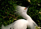 SNOWY EGRET