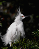 SNOWY EGRET