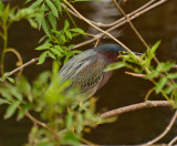 GREEN HERON