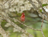 HOUSE FINCH