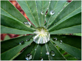 Large Bead of Water