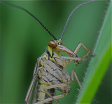 Portret Schorpioenvlieg