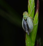 Groene cicade (mannetjes hebben blauwe dekschilden)