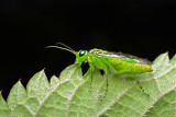 Groene bladwesp - Rhogogaster Viridis