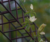 Uitgebloeide passiebloem