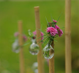 Kiku-chrysantenfestival 2010