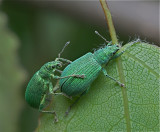 Snuitkevertjes