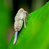 Cicade (nimf)