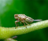 Cicade (nimf)