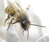 Bij