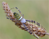 Tijgerspin