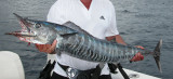 Wahoo - Acanthocybium solandri - photo Martin Visagie