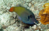 Filefish earspot - Pervagor janthinosoma  K233