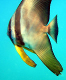 Batfish longfin  - Platax teira K136