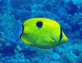 Butterfly teardrop - Chaetodon interruptus K121