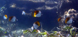 Butterfly threadfin - Chaetodon auriga K124