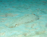 Flounder left-hand leopard - Bothus pantherinus Smith259.5