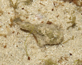Stonefish juvenile 20mm .JPG