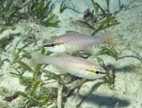 Cardinal plain white variation at night - Apogin apogonides K83.JPG