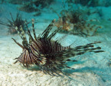 Lionfish common - Pterois miles K55