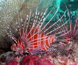Lionfish spotfin - Pterois antennata K55
