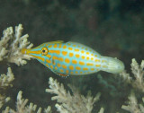 Filefish long-nose - Oxymonacanthus longirostris K232