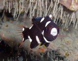 Hogfish coral juvenile - Bodianus axillaris K178