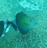 Tang brown - Zebrasoma scopus K225